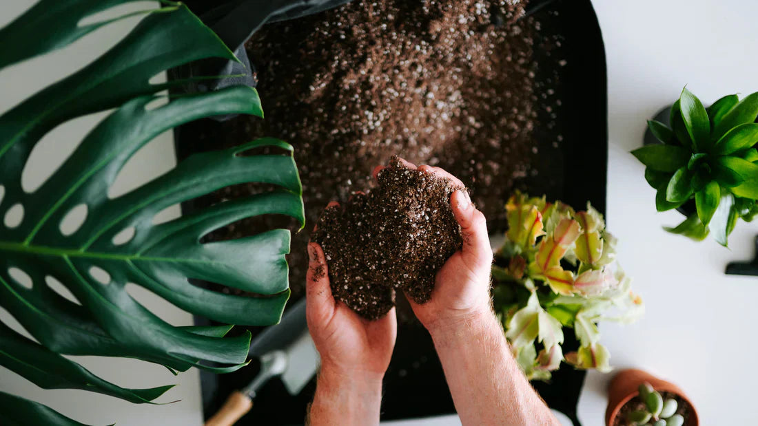 Drainage & Aeration: The Secret to a Healthy Substrate