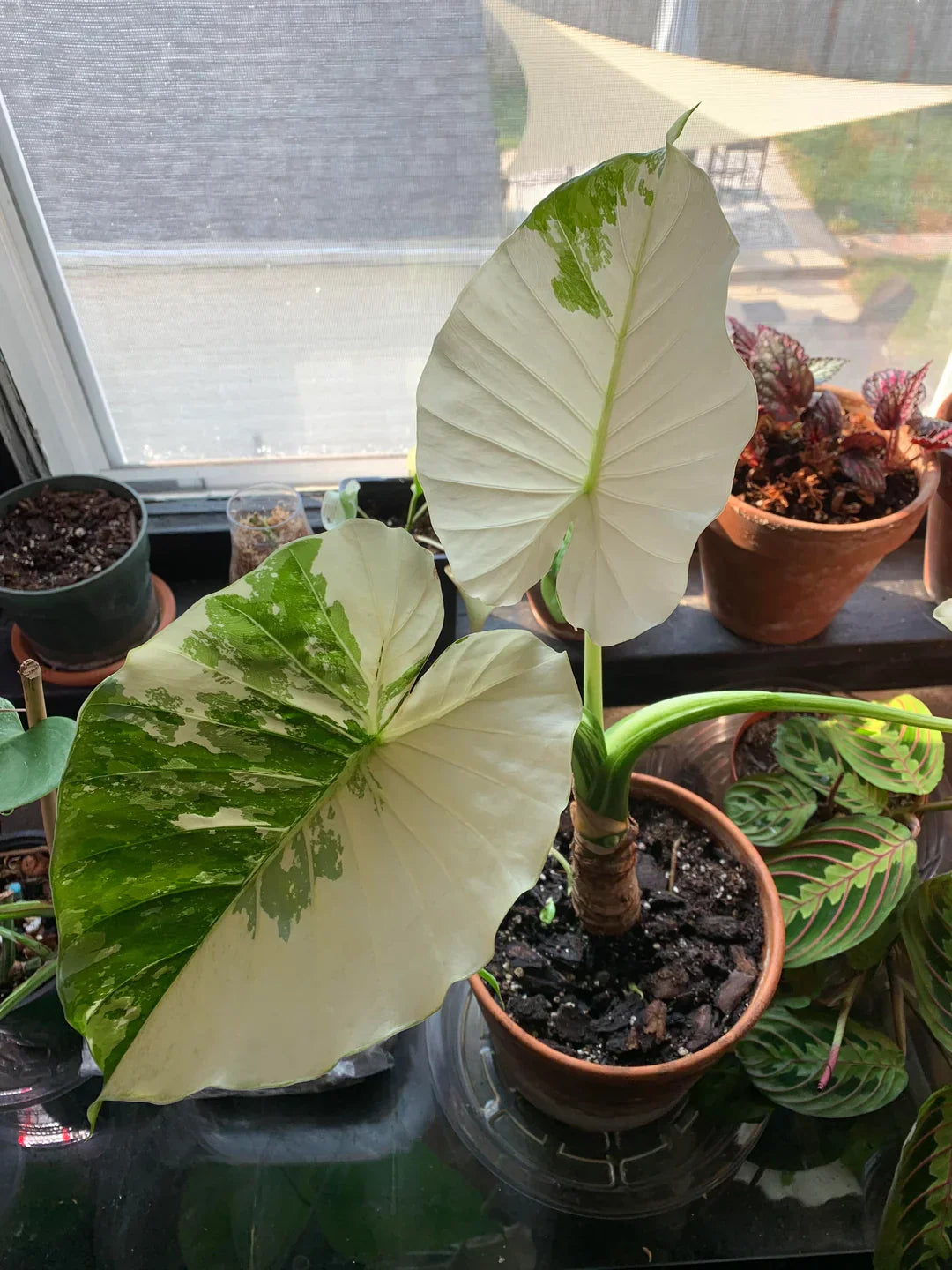 The Best Soil Mix for Thriving Indoor Plants: A Complete Guide