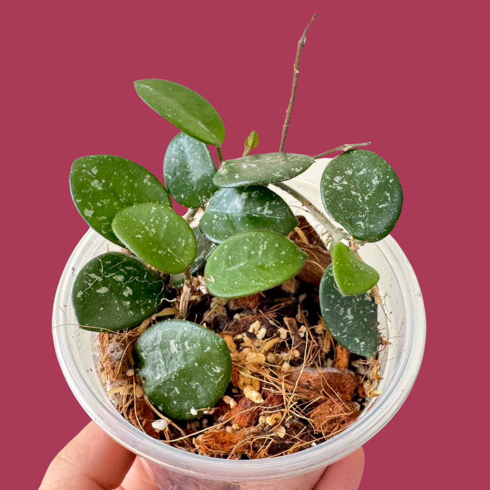 Hoya Harmony Mix