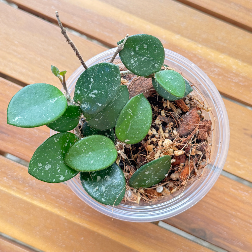 Hoya Harmony Mix