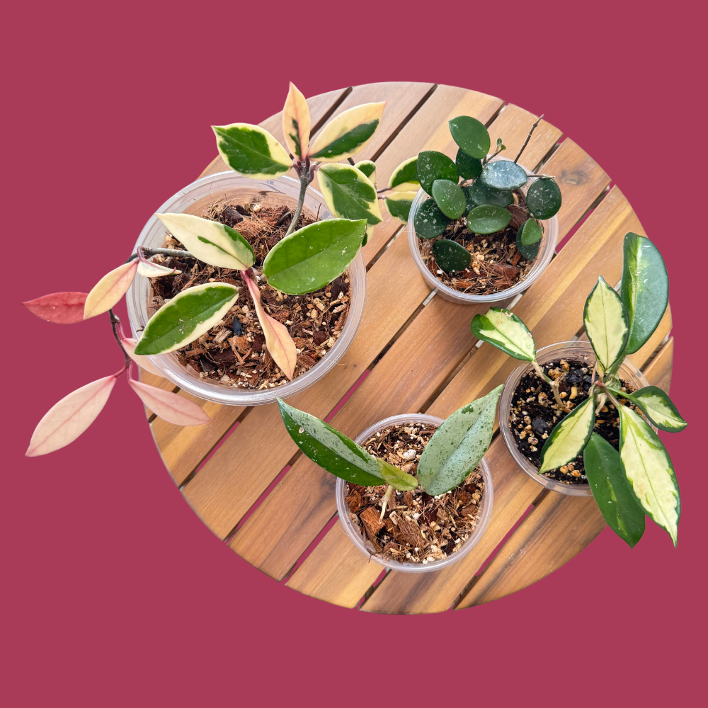 Hoya Harmony Mix