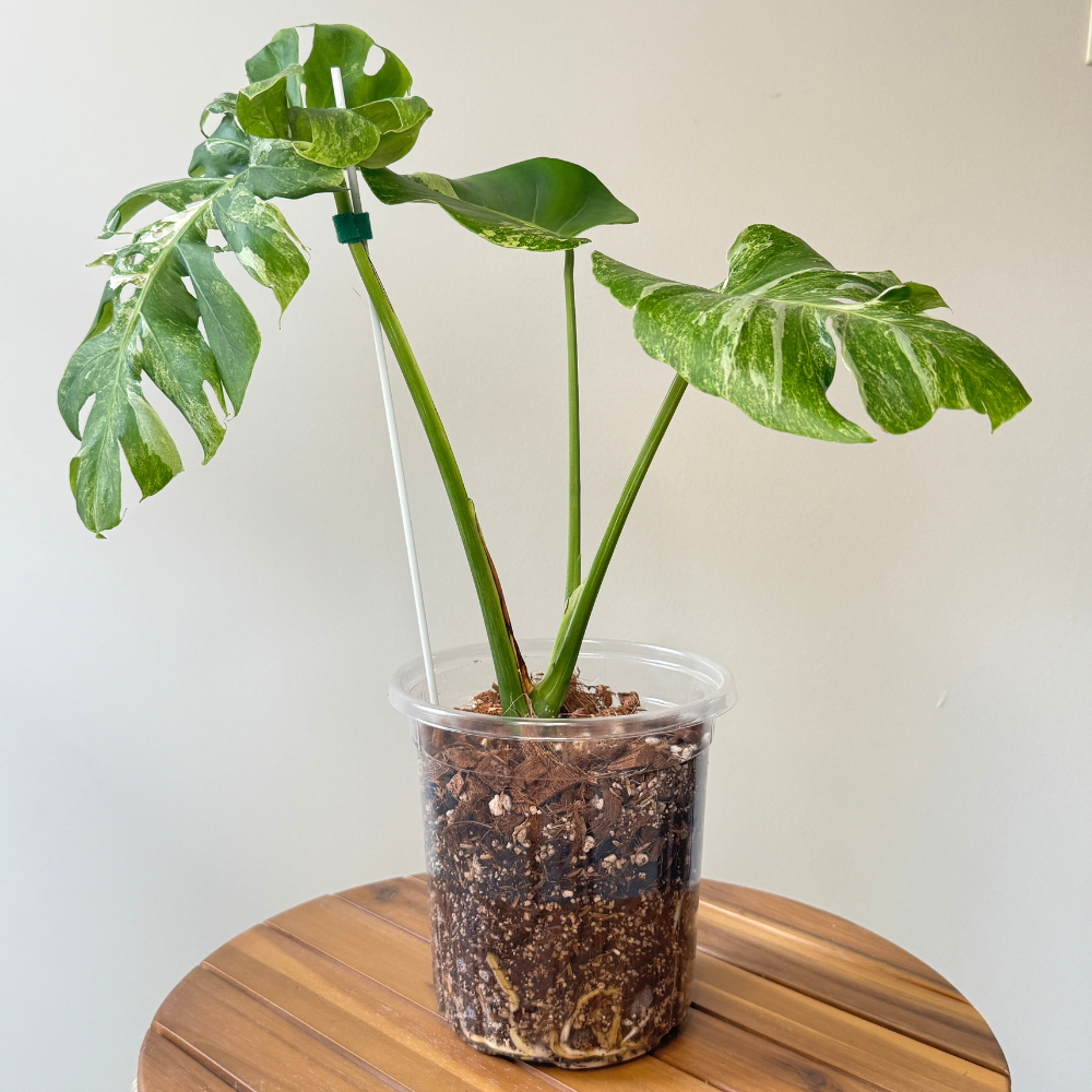 Monstera Bliss Mix
