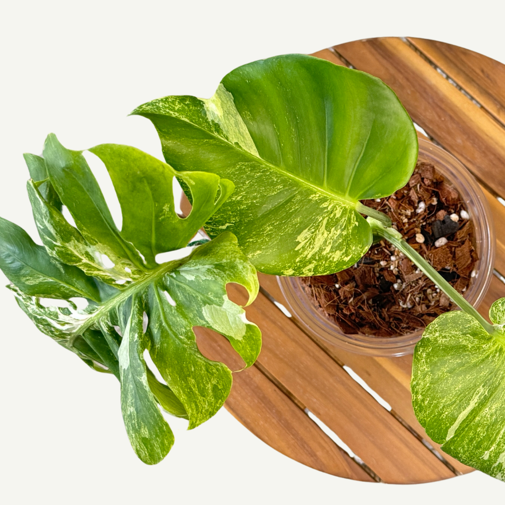 Monstera Bliss Mix