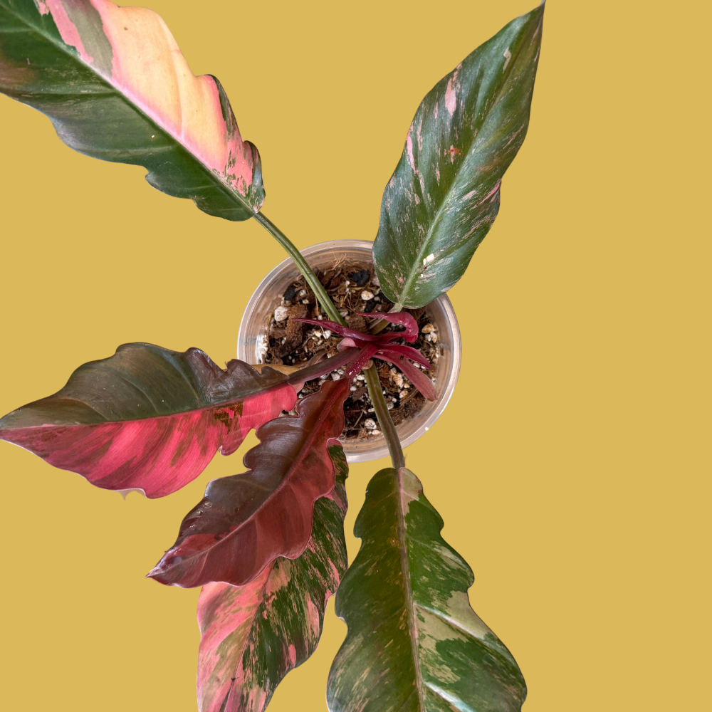 Philodendron Rescue Formula