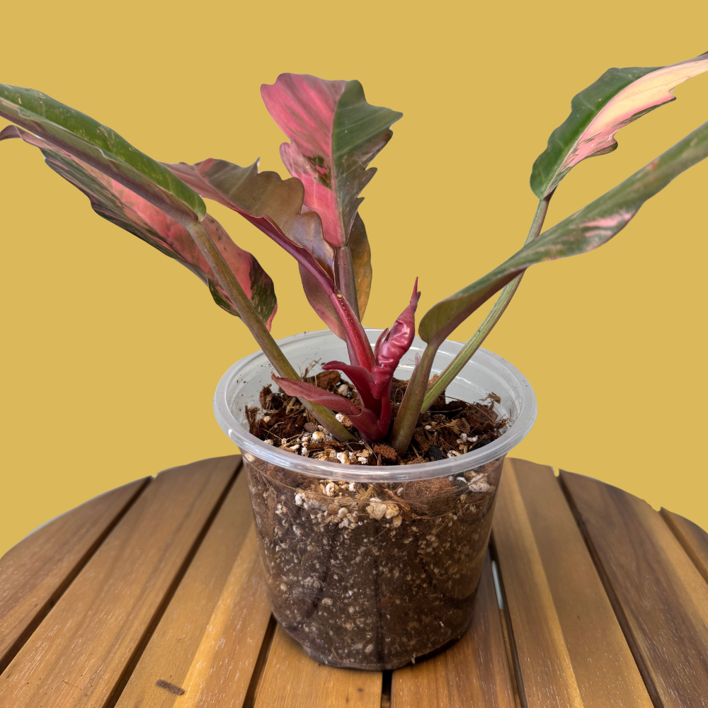 Philodendron Rescue Formula