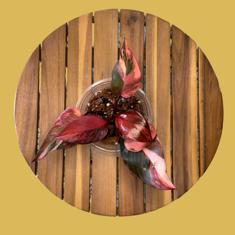 Philodendron Rescue Formula