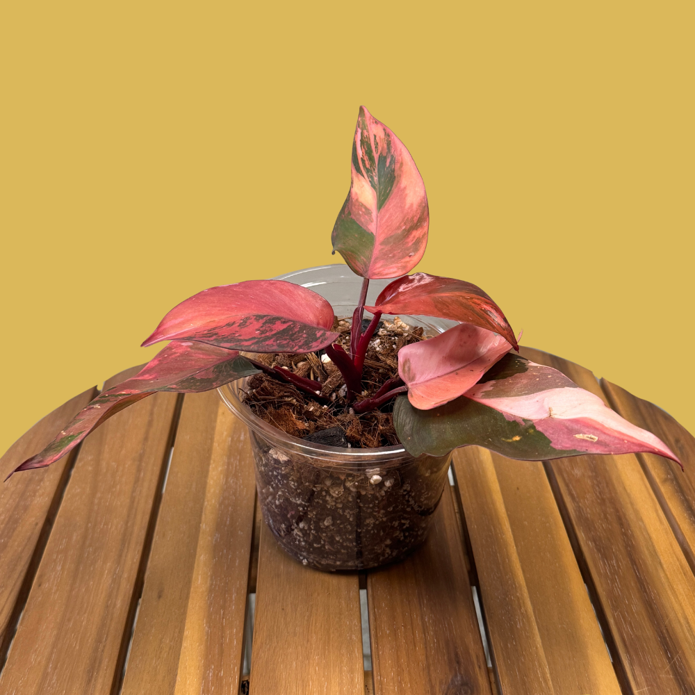 Philodendron Rescue Formula